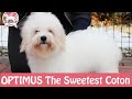 Optimus The Sweetest Coton - Coton de Tulear puppy