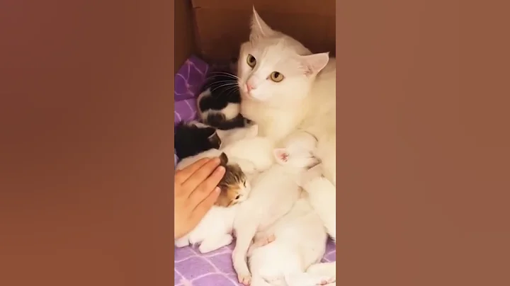 Watch the video about Mom Cat Doesn’t Trust her Owner 😂 😆 | 🐱 🐱
