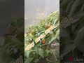 Перчики