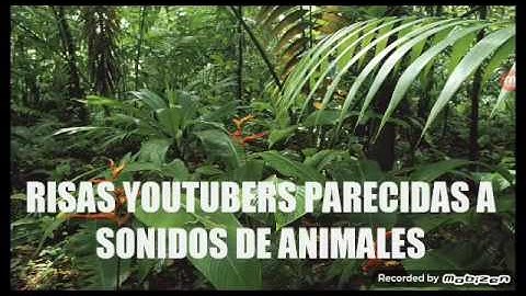 Sonidos de youtuber comparadas con sonidos de animales
