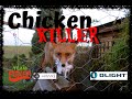 Chicken Killer Down, Plus top fox action from 2020