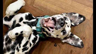 TOP 8 Funny Dalmatians Compilation