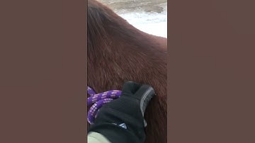 Working on standing at the mounting block #traning #horses