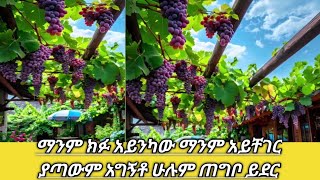 ሰበር ዜና ግንቦት 21//2016' ዛሬ ምን አለ?