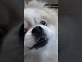 کپل دنباله هاپو سر خونه میگرده اعتماد به نفس داری خودتو نشون بده Dog Cute Shtorts Cat Mm 