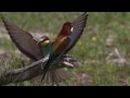 les oiseaux du lac kerkini