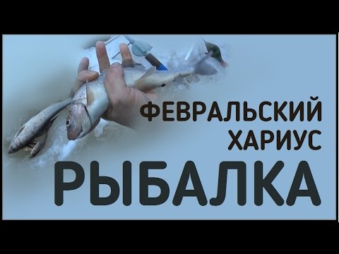 зимняя рыбалка на хариуса на енисее и мане глухозимье