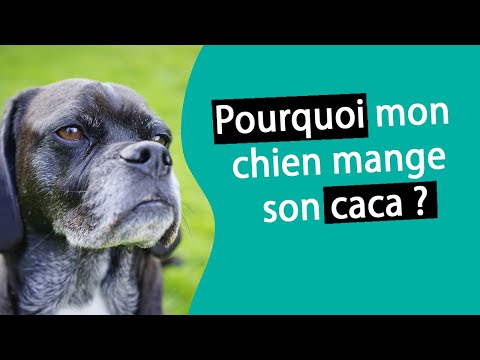 Vidéo: Que Faire Quand Un Chien Mange Du Caca