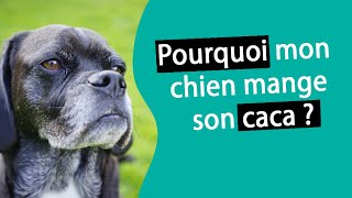 Mon chien mange son caca ! Que faire ? | Dr. COZ