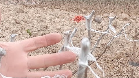 Ghép Táo Giống Thế Nào I Núi Đồi Lục Ngạn