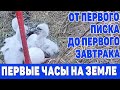 Рождение аиста. От трещины в яйце до первого завтрака