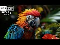 The coolest exotic birds  an 8k 120fps experience youve gotta see