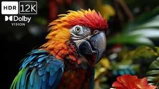 The Coolest Exotic Birds - An 8K 120fps Experience You've Gotta See!