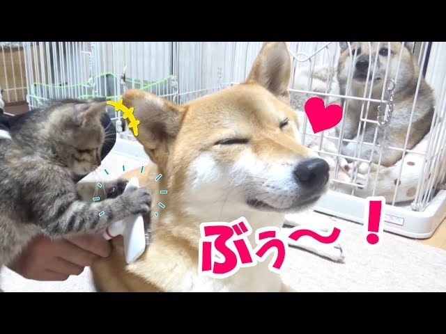 柴犬の鼻息にご注意！子猫と父ちゃんに触られて幸せMAXの柴犬---Filled with happiness of Shiba Inu and Kitten---