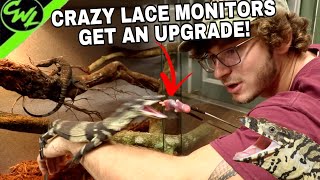 CRAZY LACE MONITORS GET A NEW HOME!!!