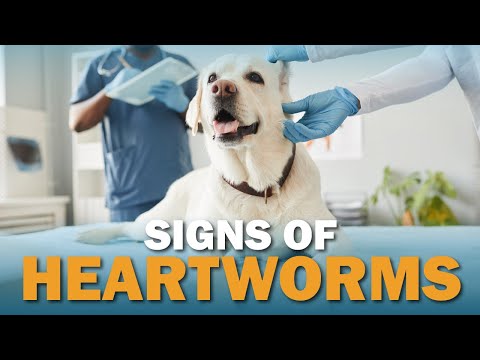 Videó: Milyen csalik: A legjobb kutyák kezelése