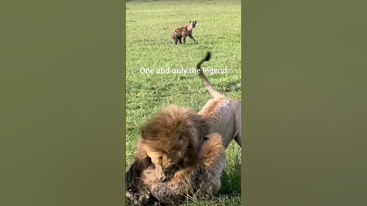 Lion Attacks Hyena but Walks Away 🐾🔥 #WildlifeShorts #shorts lion attack scene