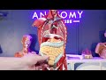 Axis Scientific Half Life-Size 27-Part Human Muscular Figure w/ Organs Anatomy Model Assembly Video