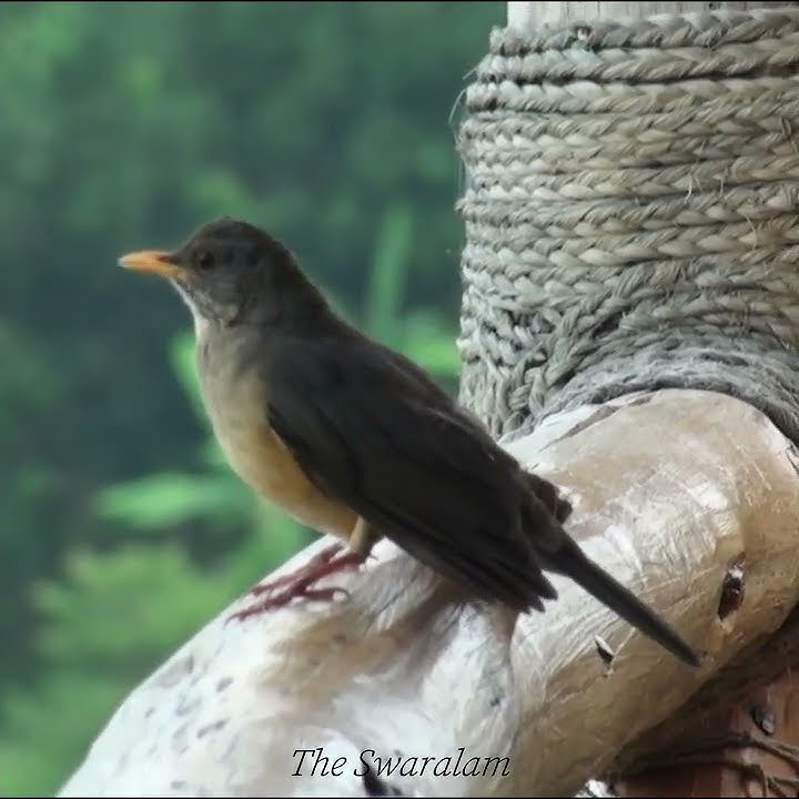 Wow! Merdunya Kicau Burung Afrika