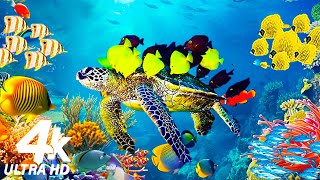 Ocean 4K - Sea Animals For Relaxation, Beautiful Coral Reef Fish In Aquarium (4K Video Ultra HD) #13