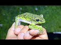 山奥の池で日本最大の樹上性ガエル、モリアオガエルを探す
