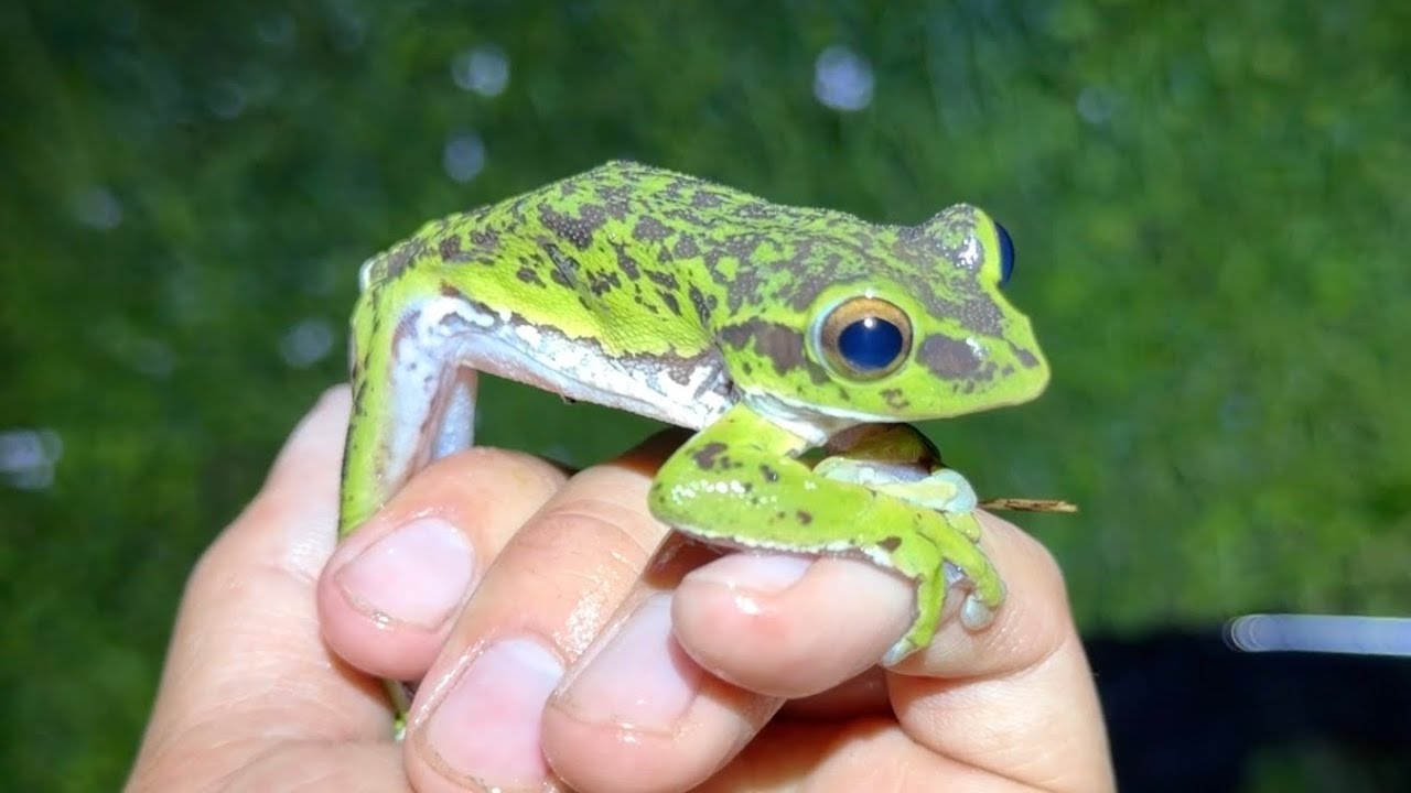 Searching for the Japanese Forest Green Tree Frog, Japan's Largest