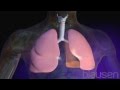 Lungs animation