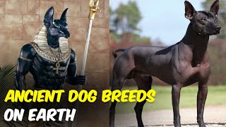 10 Most Ancient Dog Breeds On Earth