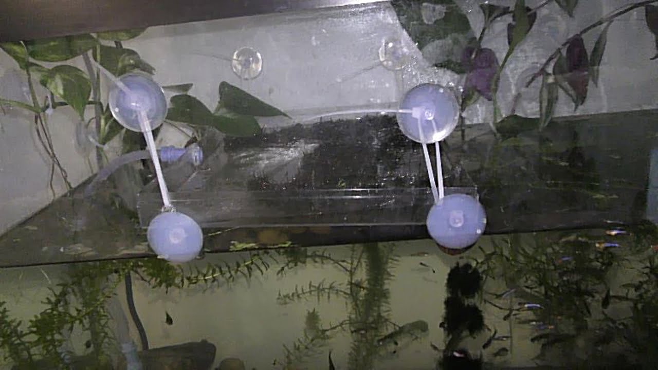 Aquarium suction cups