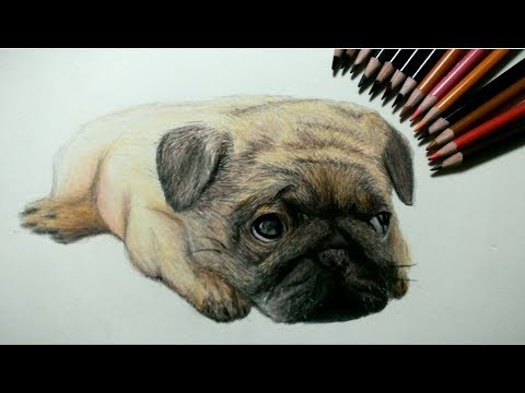 色鉛筆でパグ犬を描いてみた How To Draw A Pug Dog Youtube