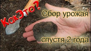 Сбор урожая трюфеля спустя 2 года