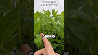 ❗️❗️ ПО ВОПРОСАМ И ЦЕНЕ:+375296011066 все мессенджеры!