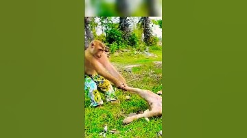 monkey and dog fight #trending #shortvideos #ytshorts #shorts