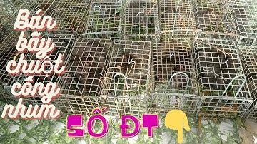 Thăm Bẫy Chuột Cống Nhum, Tập 108(Đặt chuột nước sao dính)