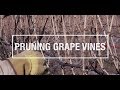 How to Prune Grapevines