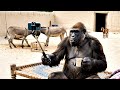 AI Monkey Vlog