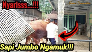 Rembo Ngamuk Gak Mau Di Timbang