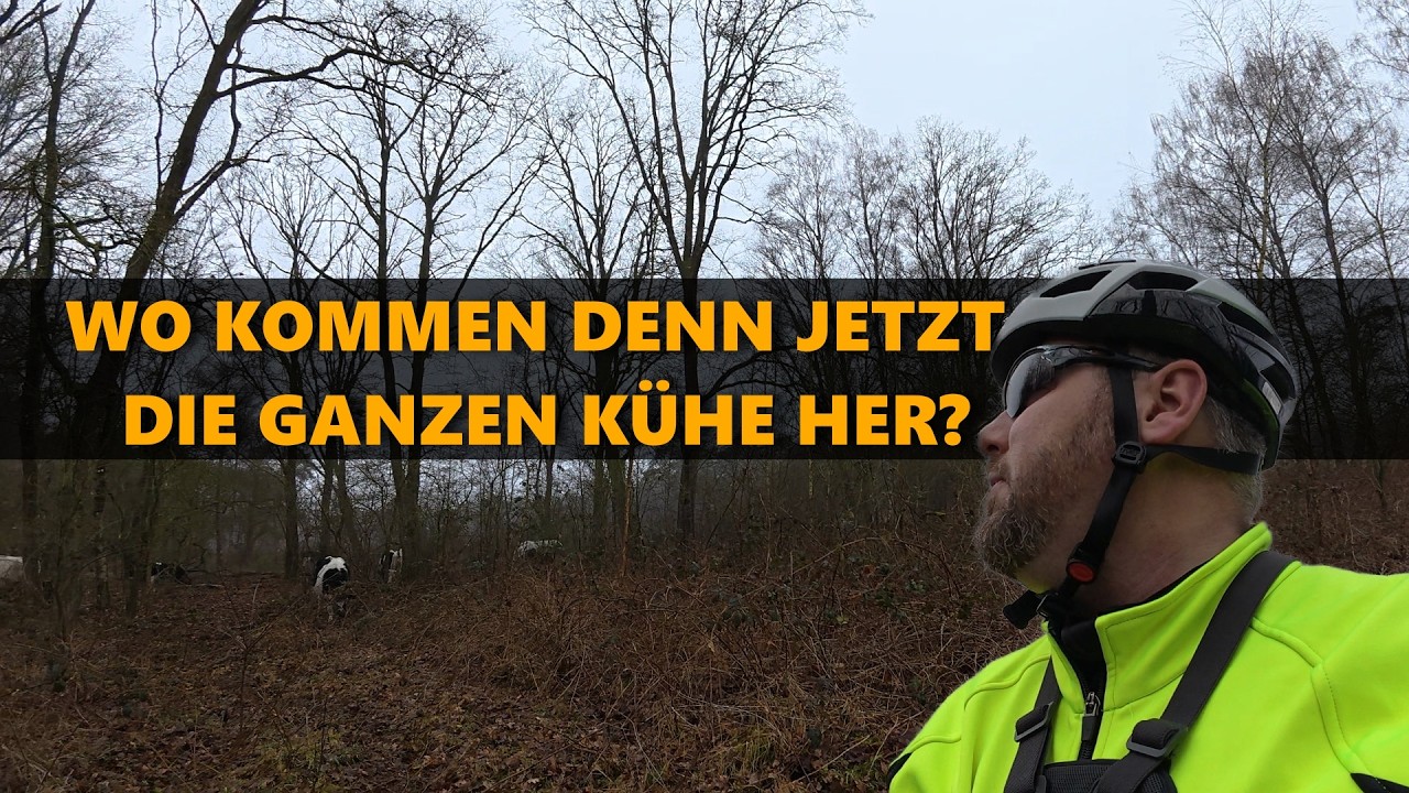 GRAVELTOUR ZUM NATIONAAL PARK DE MAASDUINEN - Wo kommen denn jetzt die ganzen Kühe her? #ridemybike