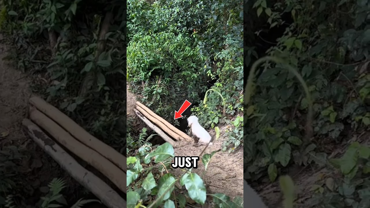 🐾 "Tiny Paws, Big Trails: My Dog's Hiking Adventure!" 🏞️