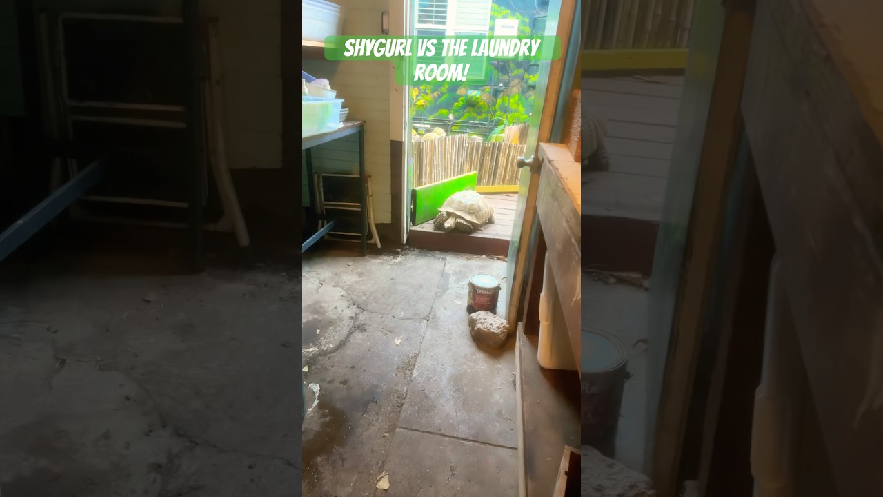 ShyGurl Vs The Laundry Room!