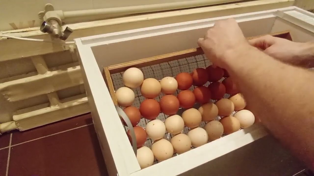 Первая закладка инкубатора Матрица Дели