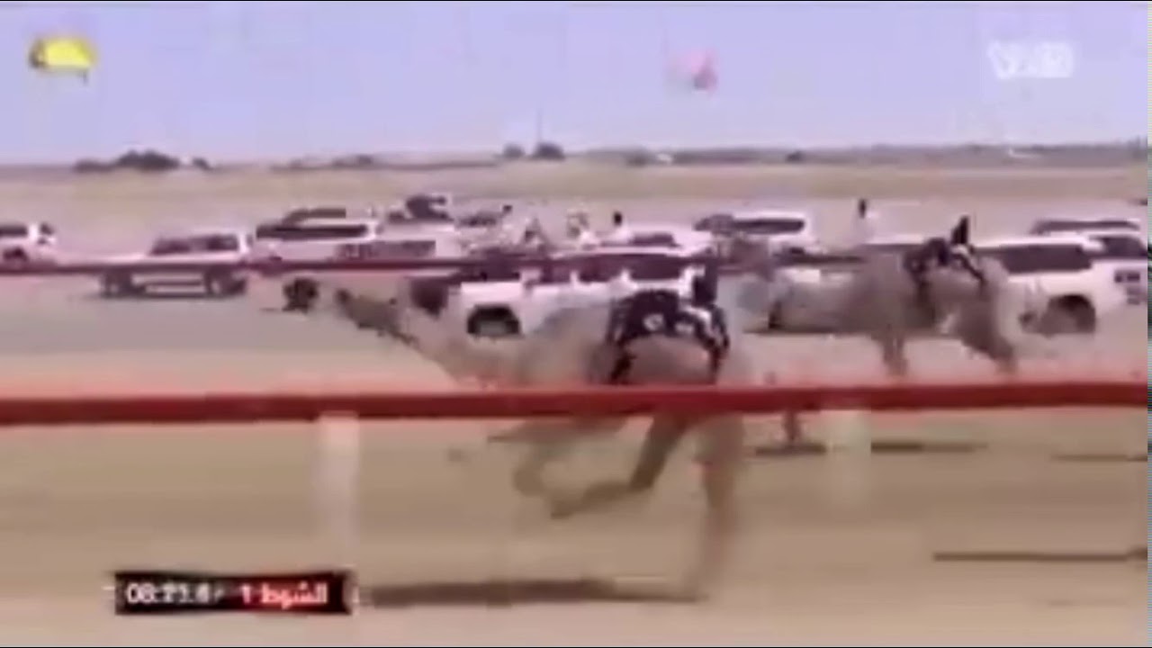 The camel race YouTube