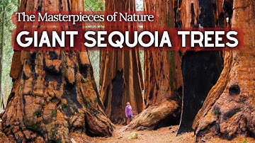 The Ancient Story of Giant Sequoia Trees | The World
