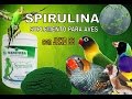 LA SPIRULINA