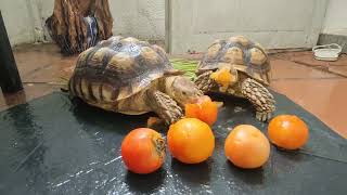 TURTLE TORTOISE #turtle #funny #music #cute #pets #animals #love #viral #video