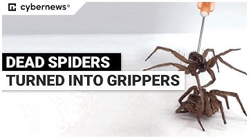 Dead Spiders Turned Into Necrobotic Grippers | cybernews.com