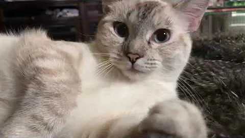 Watch the video about Cute Siamese Cat Purring ASMR #Aww