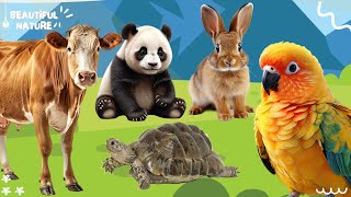 The sound of the bustling animal world: Cow, Panda, Rabbit, Parrot, Turtle by Beautiful Nature 180 views 11 days ago 10 minutes, 52 seconds