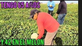 ABUELITA DE 65 AÑOS TRABAJANDO EN COSECHA DE MELON EN MATAMOROS COAH , MEXICO