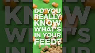 Honest Feed for Healthy Animals | Blue Ribbon Non-GMO #nongmo #farming101 #tips #fyp